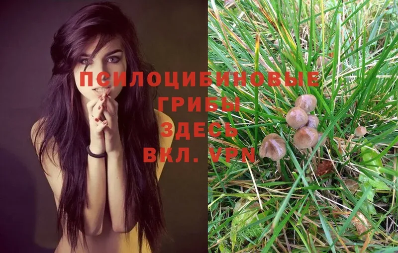 Псилоцибиновые грибы Psilocybe  магазин продажи   Боровичи 